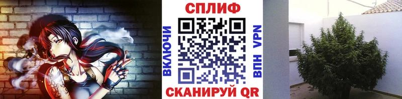 Бошки марихуана сатива  Сорск 